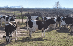 La triste carta de una productora que debió cerrar el tambo familiar: “Nos cachetearon de todos lados”