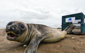 Fue asistido y regresado al mar: Rescataron en Costa Azul a un elefante marino que era acosado por turistas y mascotas