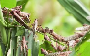 Langostas: Intensifican las acciones sanitarias para frenar la plaga en el noroeste del país