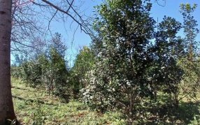 Implementan y estudian nuevo método de corte de yerba mate