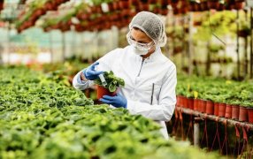 Oberá: Curso-taller busca consolidar la Cuenca Productiva de Especies Vegetales Medicinales en Misiones a través de capacitaciones teórico-prácticas y el acompañamiento a productores