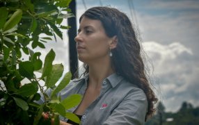 Desarrollan nuevas variedades de yerba mate con mayor rendimiento y adaptación