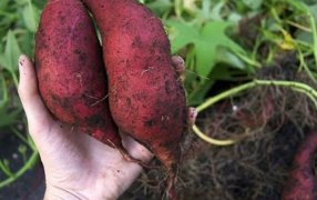 ¿Cuál es el cultivar de batata preferido por los consumidores? Los datos que reveló un estudio del INTA