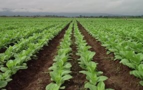 Por restricciones: Crece malestar de las provincias tabacaleras