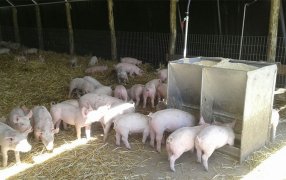 Producción porcina: Aún con poco, la eficiencia y el bienestar no se negocian