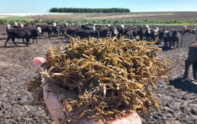 Manejo de alfalfa: ¿Cómo evitar niveles indeseables de ácido butírico en ensilajes?