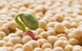 Genética en soja: Por qué Argentina “corre de atrás” contra sus competidores