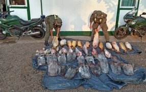 Gendarmería Nacional rescató un tatú y secuestró kilos de pescado, fueron dos procedimientos llevados a cabo durante la mañana de ayer en la capital correntina