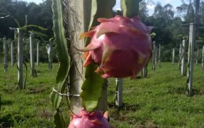 Misiones: El Municipio de Cerro Azul hace punta con la exótica Fruta del Dragón