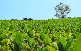 Con más de 39 millones de kilos acopiados, la provincia de Misiones logra la mejor cosecha de tabaco en 16 años