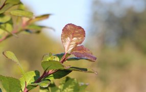 Son 111 los becados que participaron de la Jornada de Nutrición y Salud Ósea, la mayoría de la zona yerbatera