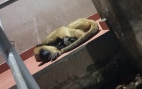 Rescataron a un mono carayá que se encontraba malherido, en las escaleras de un edificio en el Barrio Madariaga del Municipio misionero de Garupá