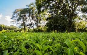 Misiones participará del evento “Cocina Abierta” en la Ciudad Autónoma de Buenos Aires