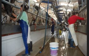 La leche de Marzo aumentará alrededor de un 8% promedio