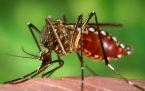 Según especialistas: El Dengue "se está volviendo una enfermedad endémica en todo el país"