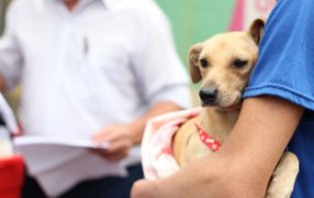 Posadas: El IMuSA amplía su cobertura con atención veterinaria en los barrios