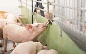 La importancia de la calidad del agua en las granjas porcinas