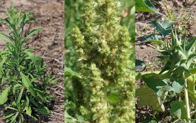 Para enfrentar las malezas desde una perspectiva integradora