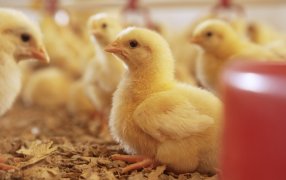 ¿Cómo proteger la rentabilidad avícola frente a la coccidiosis resistente?