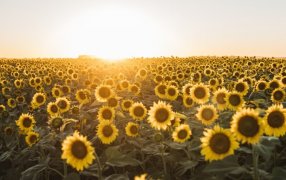 Maíz sobre girasol: Una rotación poco usual, pero que puede ser una alternativa para confiar