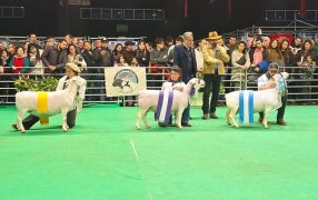 Orgullo misionero: La dupla La Armonía - Unelén con importantes distinciones en la Expo Rural de Palermo