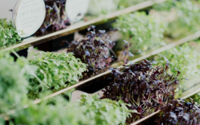 Del productor al consumidor, los precios de los agroalimentos se multiplicaron por 3,4 veces en Marzo