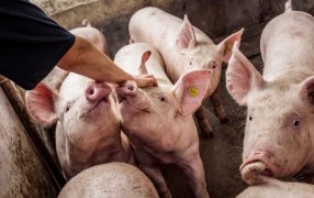 Innovación en salud porcina: Vacunación sin agujas