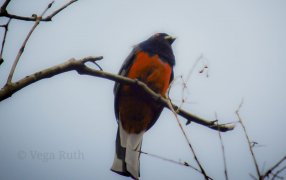 Misiones impulsa la Ruta de las Aves, una propuesta que une turismo y conservación