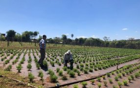 Por primera vez, la Feria Forestal Argentina junto al INTA contará con Plots demostrativos, a realizarse del 17 al 20 de Noviembre en el predio de la Fundación Parque Tecnológico de Misiones