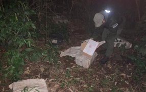 Gendarmería Nacional halló marihuana a la vera de una plantación de pinos