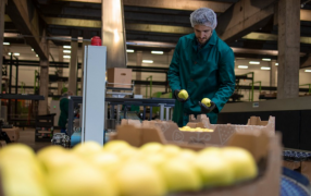 Entre Enero y Octubre de 2024, las exportaciones de las PyMEs crecieron un 21,8% en dólares y 30% en toneladas