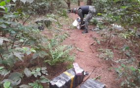 Gendarmes secuestraron más de 280 kilos de marihuana: El estupefaciente se encontraba acopiado en una zona montuosa