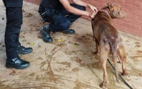 Lo arrastraba con una soga cuando conducía su automóvil: La Policía de Misiones intervino en un hecho de maltrato animal ocurrido en el Municipio de Dos de Mayo