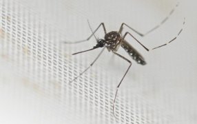 Fuerte suba en las cifras del Dengue: Reportan 52 mil nuevos casos y otras 32 muertes en sólo una semana, surge del último boletín del Ministerio de Salud de Nación