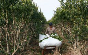 Agenda de Actividades del mes de Abril: El INYM apunta a incorporar mejoras en la cosecha y proveer de equipamiento a los tareferos de la cuenca yerbatera