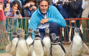 Conservación: Qué hacer frente a la aparición de animales silvestres en ambientes turísticos