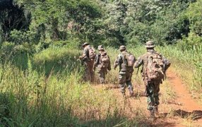 Misiones: En un operativo destruyeron trampas y sorprendieron a un cazador furtivo en la Reserva de Biosfera Yabotí