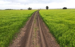 Los beneficios de la camelina, el cultivo que construye “puentes verdes” hacia la sustentabilidad