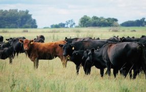 Con sincronización reproductiva, logran mejorar la eficiencia en los rodeos