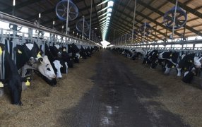 Argentina: El 5% de los tambos más grandes promedia una producción de 17.858 litros diarios