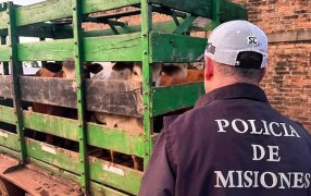 Policías de Misiones frustraron el robo de ganado, tres vacunos recuperados y una camioneta secuestrada