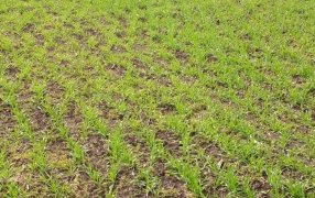 Promueven la producción bajo agroecología y herramientas para ser eficiente, resiliente, rentable y sustentable