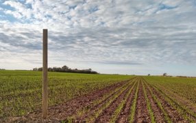 Cifras que transforman: Impulsando la agricultura regenerativa