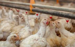 Gripe aviar: La OMS alertó por los brotes en mamíferos, que elevan el peligro para los humanos