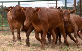 Misiones: Productores que tengan hasta 50 cabezas de ganado van a adquirir el subsidio de la dosis de la vacuna contra la fiebre aftosa, abonando únicamente el costo operativo