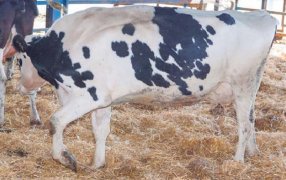 Vacuno: Enfermedades podales de origen infeccioso