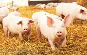 Cuatro trucos para engordar cerdos con eficiencia