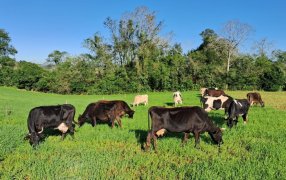 Misiones: Fortalecen la sanidad animal