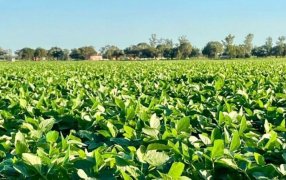 Proyectan una suba “histórica” en la siembra de soja: Sería la más grande en siete años