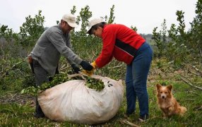 Apóstoles: Se estará haciendo la entrega de los Módulos Alimentarios para Tareferos